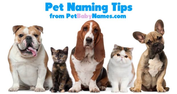 Pet Names For Pairs Petnames Com Dog Names Cat Names And More