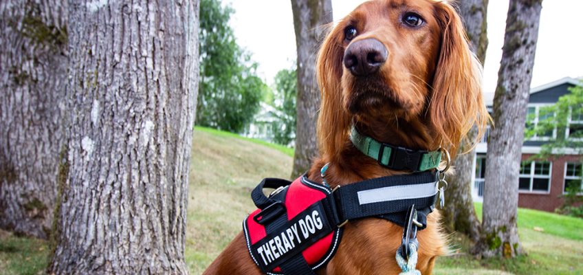 Irish Setter dog in Therapy Dog Vest