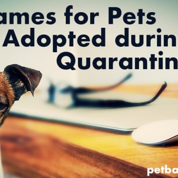 Names for Pets Adopted During Quarantine - Dog and Cat at Desk