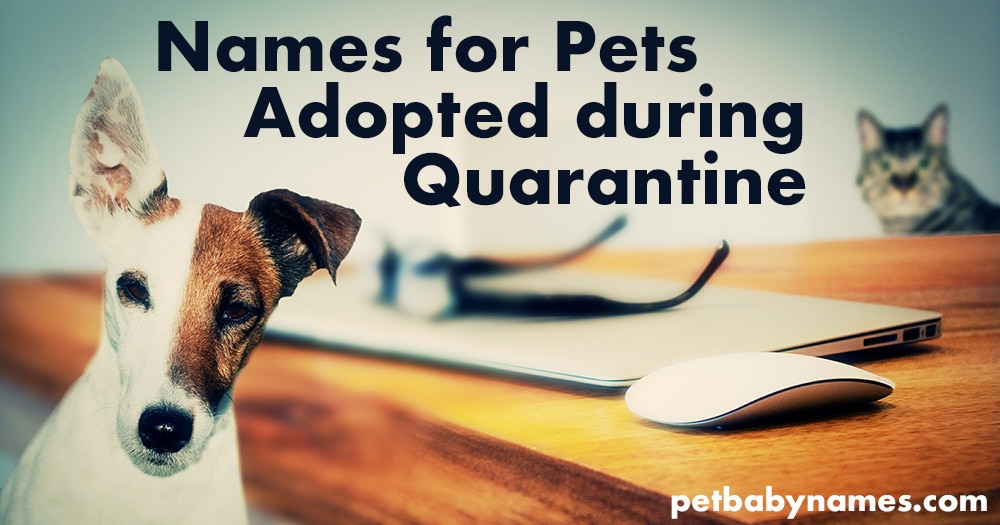Names for Pets Adopted During Quarantine - Dog and Cat at Desk