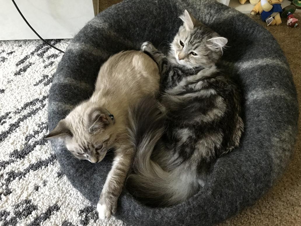 Two cats in the MEOWFIA Cat Bed