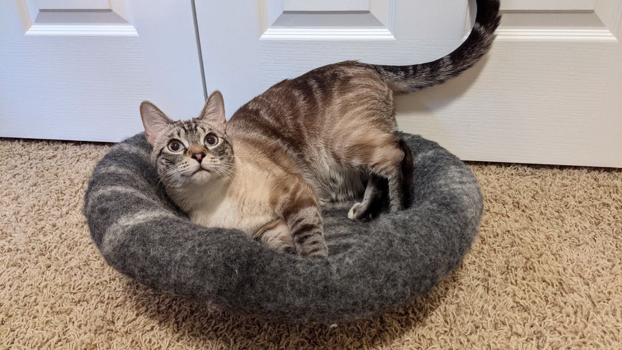 Cat on top of a MEOWVIA cat bed cave