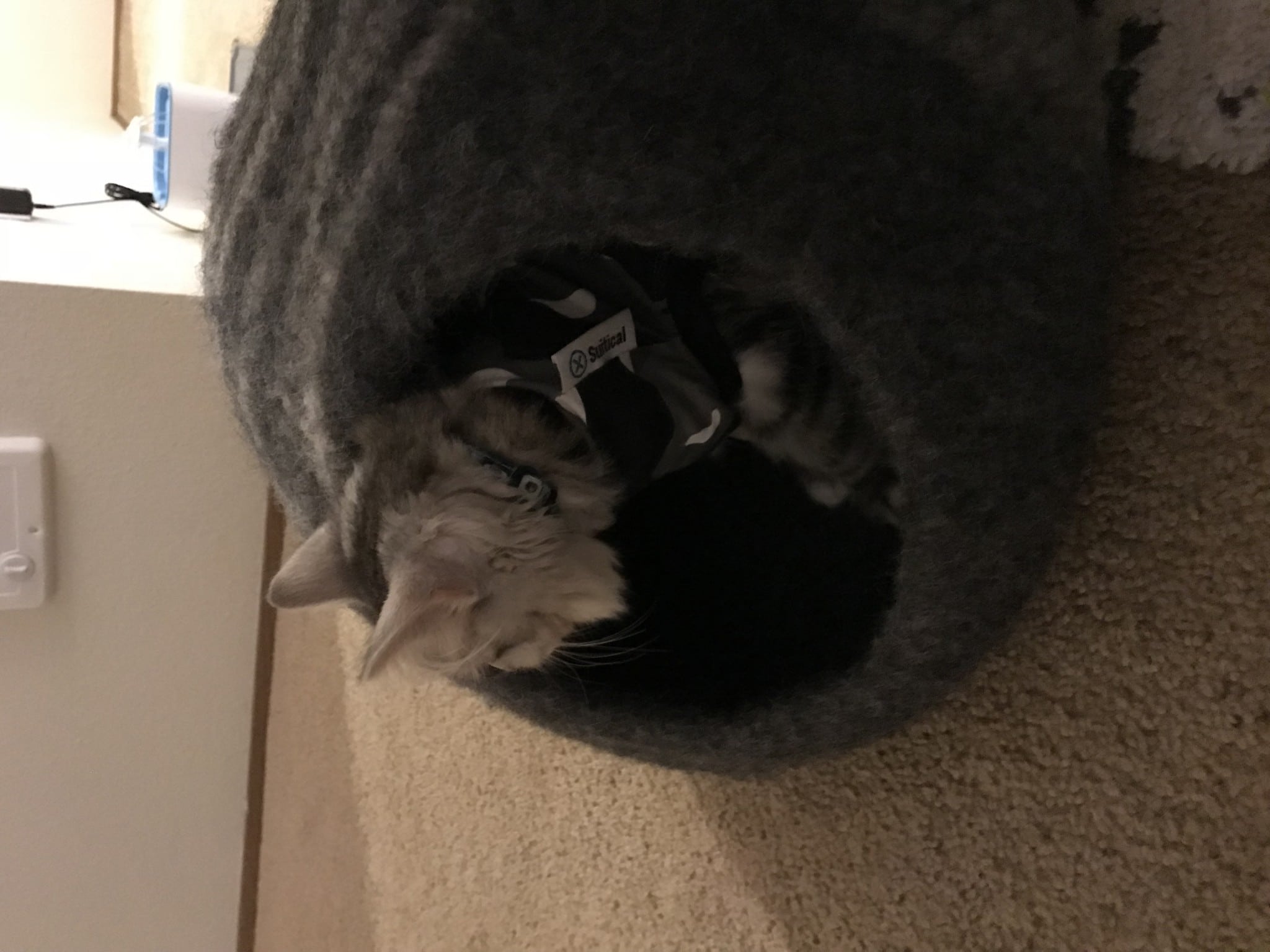 Cat inside the MEOWFIA cat bed cave