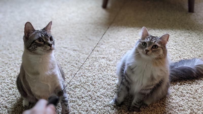 Two cats sitting on the floor and staring at a toy midair in front of them.