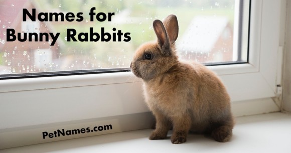 Names For Bunny Rabbits PetNames