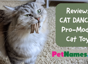 Review: CAT DANCER Cat Toy