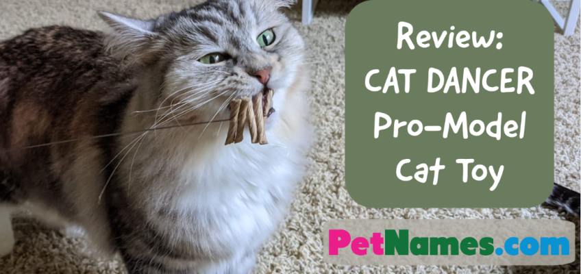 Review: CAT DANCER Pro-Model Cat Toy
