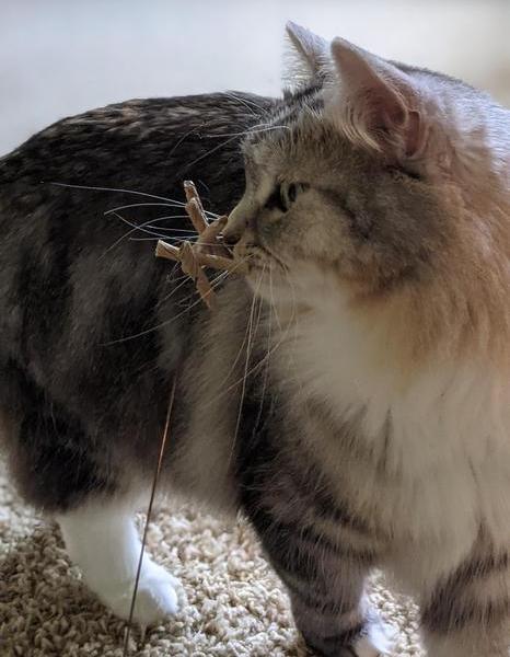A close up of a long haired cat smelling the cat toy.
