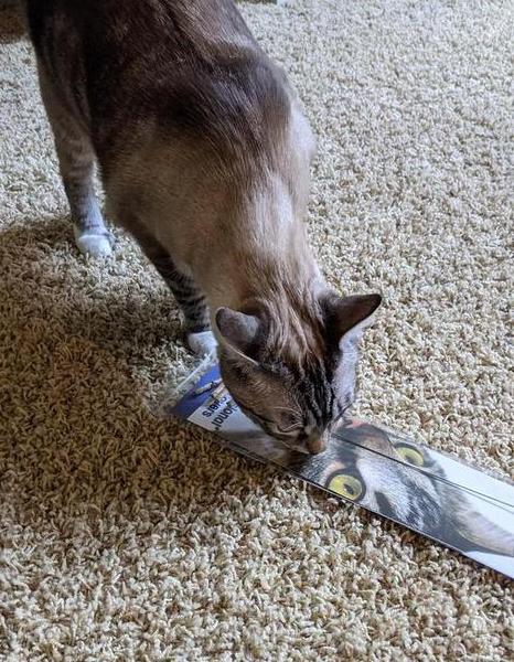 A cat inspects the cat toy wrapped in plastic.