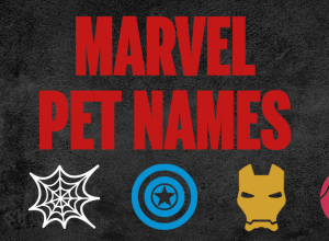 Marvel Pet Names