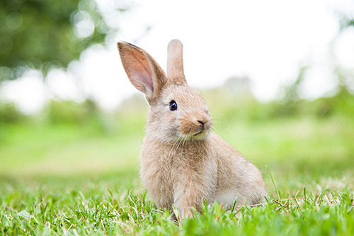 Cute Bunny in the Grass