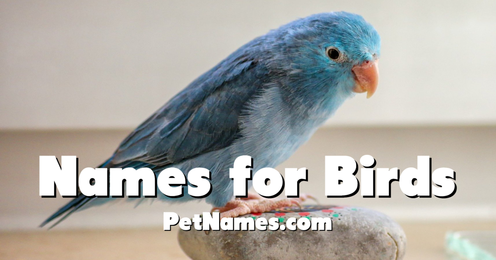 A photo of a small blue bird with the title Names for Birds.