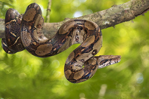 Snake in Tree