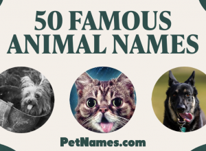 50 Names of Famous Animals