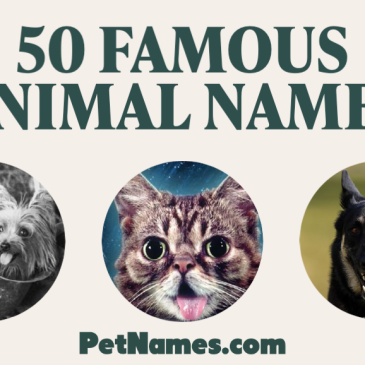 The title says 50 Famous Animal Names with three images below: a dog in an army helmet, a cat, and another dog.