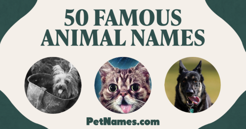 The title says 50 Famous Animal Names with three images below: a dog in an army helmet, a cat, and another dog.