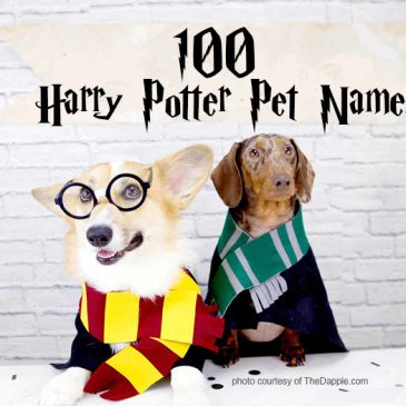 100 Harry Potter Pet Names