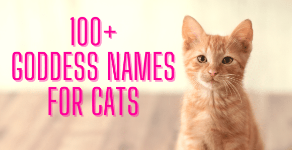 100+ Goddess Names for Cats