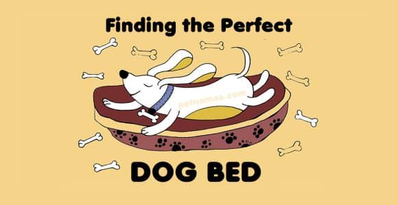 Finding the Perfect Dog Bed with illustrated dog in bed