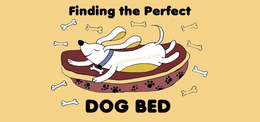 Finding the Perfect Dog Bed with illustrated dog in bed