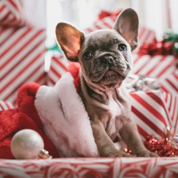 Little puppy next to presents and santa hat