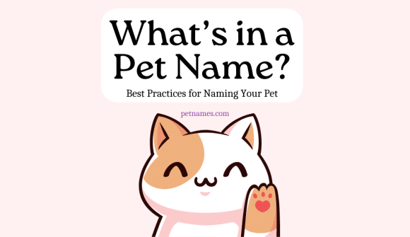 What's in a Pet Name? Best Practices for Naming Your Pet