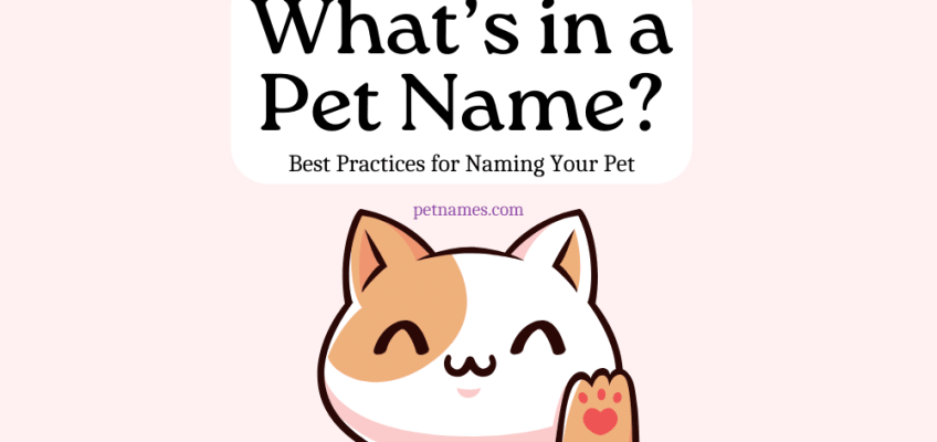 What's in a Pet Name? Best Practices for Naming Your Pet