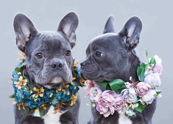 2 Frenchie Dogs wearing Flower Necklaces