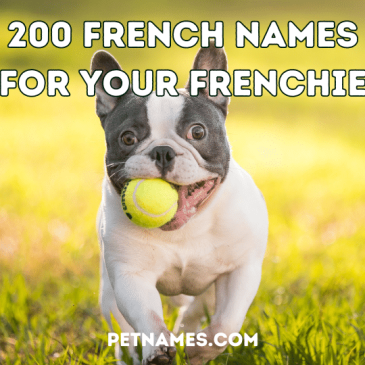 200 French Names for your Frenchie - PetNames.com