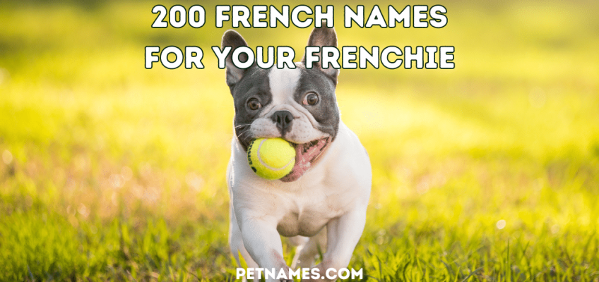 200 French Names for your Frenchie - PetNames.com